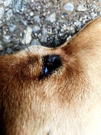 Close-up of a dog