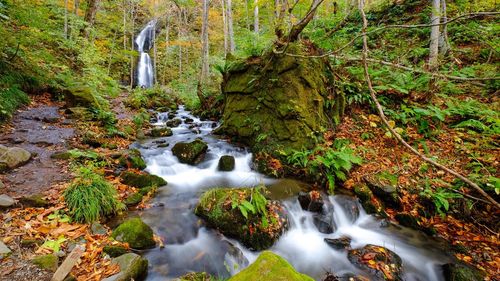 Stream flowing through rocks in forest