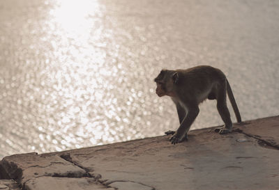 Monkey at a temple by the lake