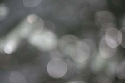 Close-up of flower against blurred background