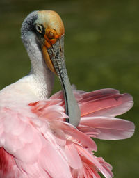 Close-up of bird