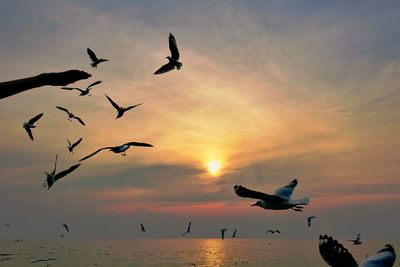 Silhouette birds flying over sea against sky during sunset