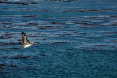 View of birds swimming in sea
