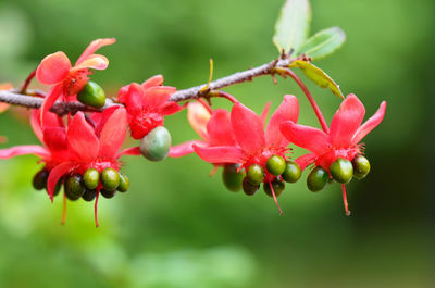 Close-up of red flowers blooming outdoors