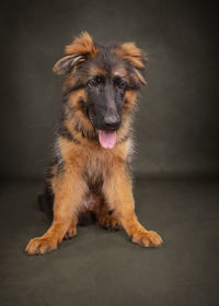 Close-up of dog standing against yellow background