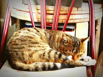 Cat relaxing on bed