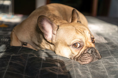 Brown french bulldog sleeps on the bed. selective focus.