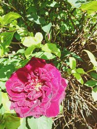 Close-up of pink flower