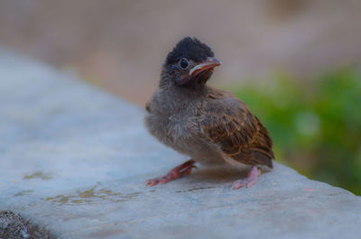 Close-up of bird perching outdoors