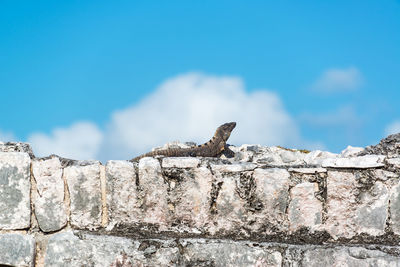 Low angle view of lizard perching on retaining wall against sky