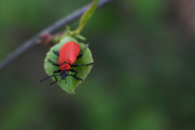 Close-up of insect on leaf