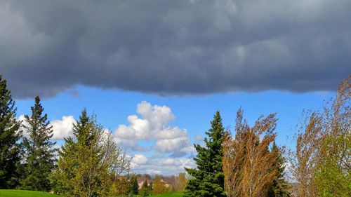 Low angle view of trees in forest against sky