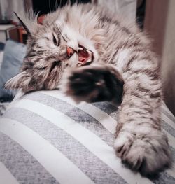 mammal