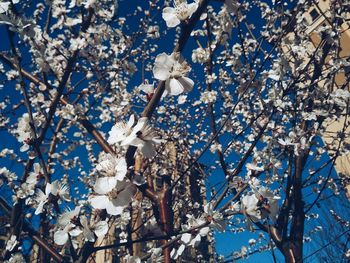 Low angle view of tree against blue sky