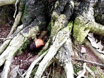 Close-up of mushrooms on tree trunk