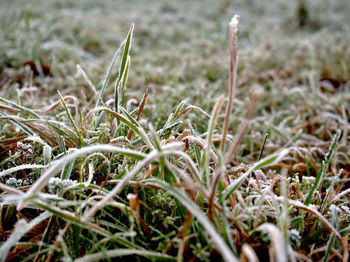 Close-up of plants growing on field