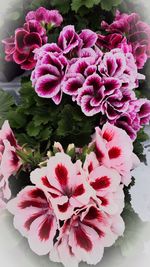 Close-up of pink flowers