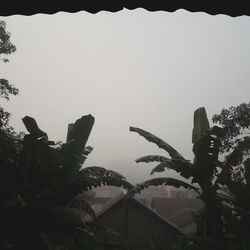 Low angle view of plants against sky