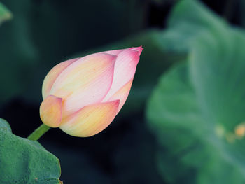 Close-up of pink water lily