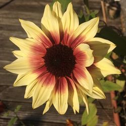 Close-up of yellow flower blooming