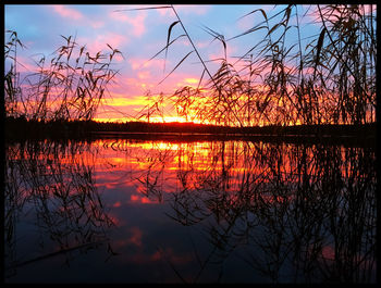 Reflection of trees in lake