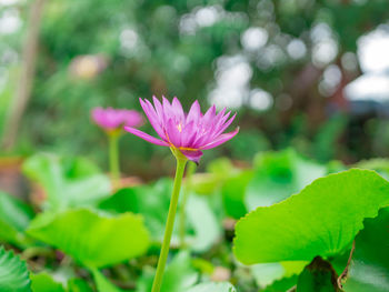 Close-up of pink water lily