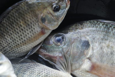 Close-up of fish for sale in market