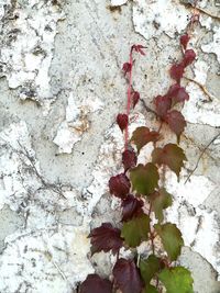 Close-up of plant against wall