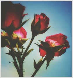 Close-up of red rose against sky