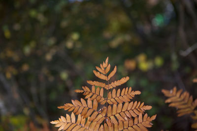 Close-up of fresh leaf against trees