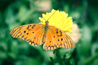 Close-up of butterfly on yellow flower