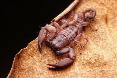 Close-up of insect on black background