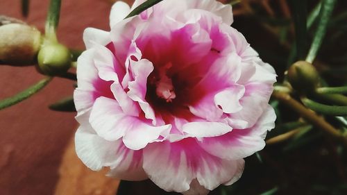 Close-up of pink flower