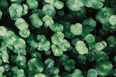 Full frame shot of wet plants