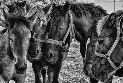 Close-up of horse