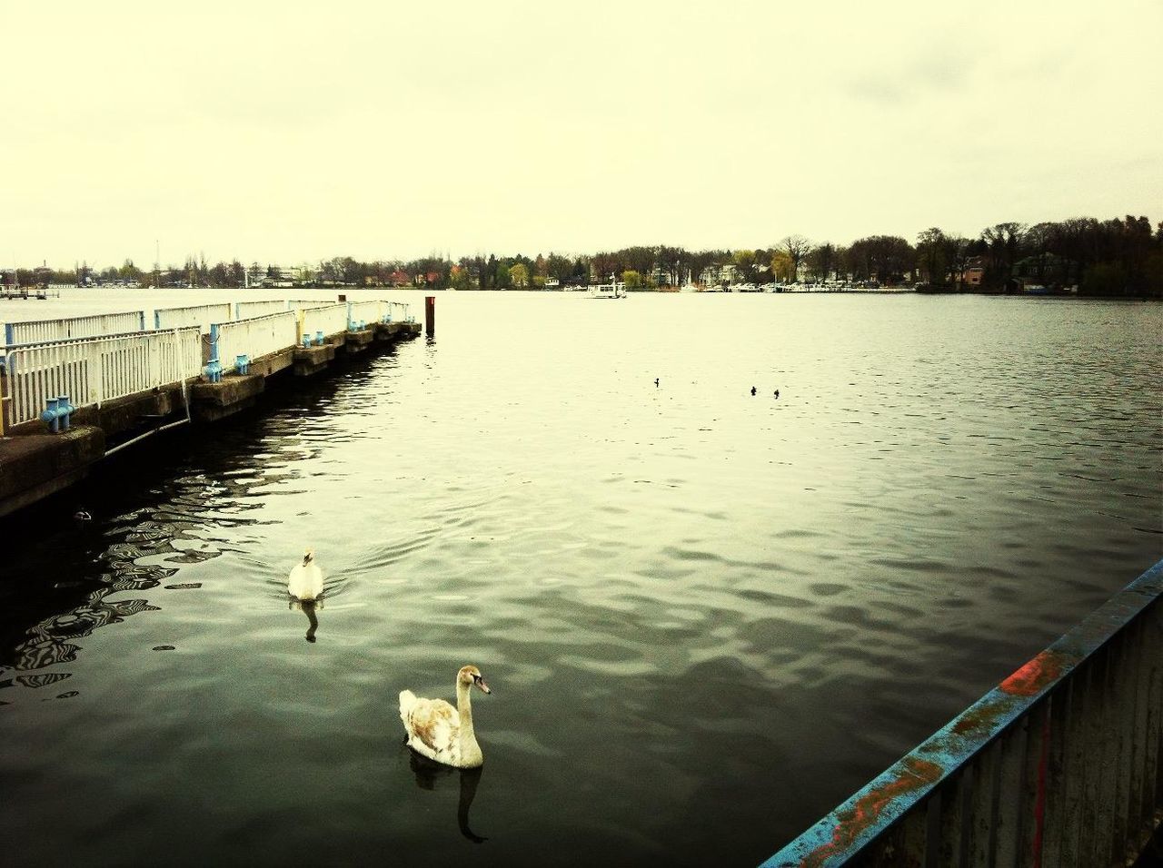 animal themes, bird, water, animals in the wild, lake, wildlife, reflection, duck, waterfront, one animal, domestic animals, sky, river, nature, built structure, swan, medium group of animals, building exterior, swimming