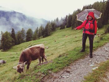 Hiker looking at cow while standing on mountain against sky