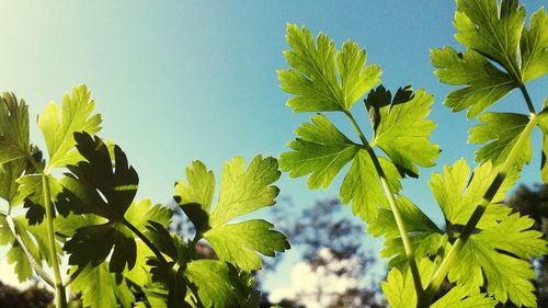 Low angle view of leaves