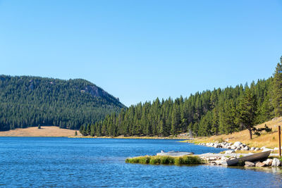 View of lake in forest