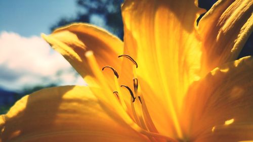 Close-up of orange lily