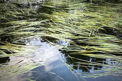 High angle view of turtle in lake