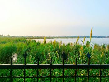Plants growing on field