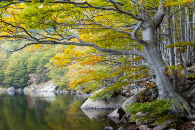 Trees in forest during autumn