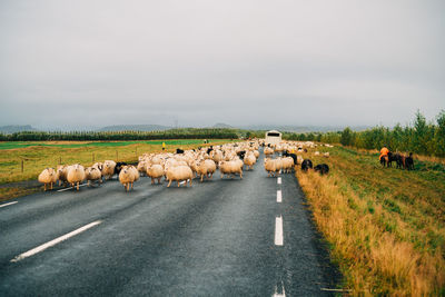 Flock of sheep on road