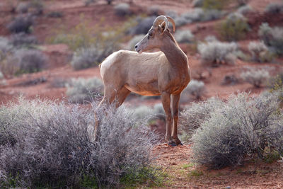 Single bighorn sheep looking back against desert field