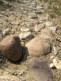 Surface level of plants