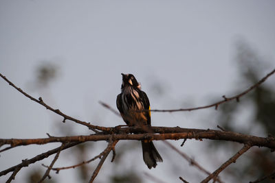 Low angle view of bird perching on branch