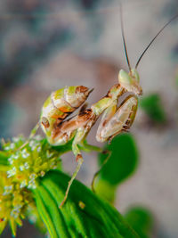 Close-up of insect pollinating flower