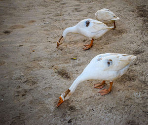 High angle view of seagull on beach