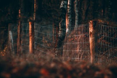 Trees in forest